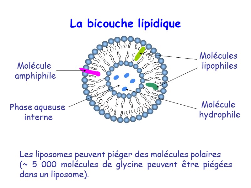 Molécules  lipophiles Molécule  amphiphile La bicouche lipidique